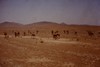 Wild camels.  Photo: KT.